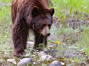 Cinnamon Black Bear