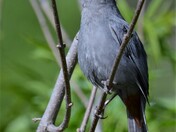 Gray Catbird