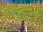 Gopher In The Park