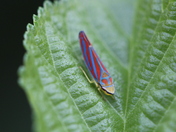 Leaf Hopper