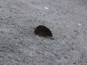 Southern Bog Lemming