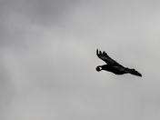 Egg thrive at Látrabjarg