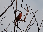 Cardinal 