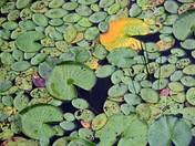 Lily pads 