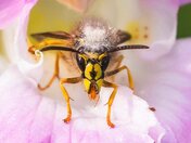 A Face Only a Wasp Could Love