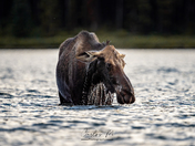 Magic in the mountains part 2