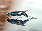 Blue Mud Dauber