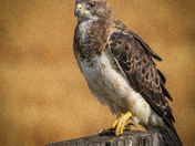 A Majestic Swainson Hawk