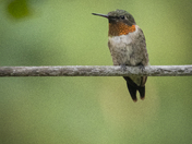 a Male Ruby Throated Hummingbird 