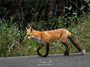 Red Fox in Jasper National Park