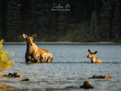 Mama moose always in alert