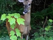 maple-leaf breakfast
