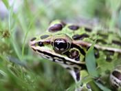 Northern Leopard Frog