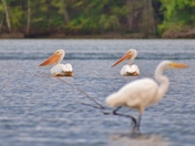 Kidding, not kidding. Pelicans in Cootes Paradise.