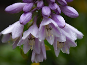 Hosta Flowers after the rain 