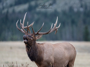 Elk - Jasper National Park