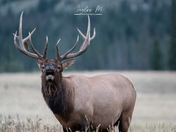 Elk - Jasper National Park