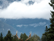 Elk - Jasper National Park