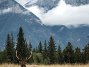 Elk - Jasper National Park