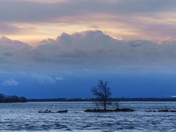 Two duck and a tree
