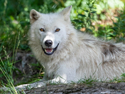 Arctic Wolf
