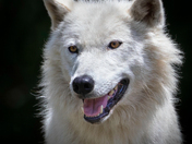 Smiling Arctic Wolf