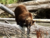 Atnarko River Grizzlies