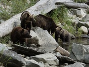 Atnarko River Grizzlies