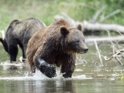 Atnarko River Grizzlies