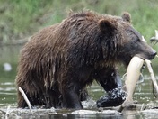 Atnarko River Grizzlies