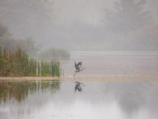 Great Blue Heron takes flight on a Foggy morning