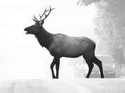 Smokey Mountain Bugles