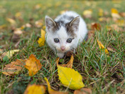 Attacking Leaves