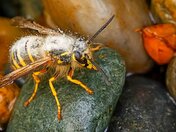 Carrying a Large Load