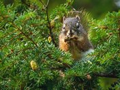 High in the Munchie Tree