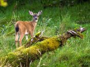 Just Passing Through