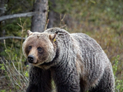 Grizzly in the rockies 