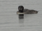 Family of Loons