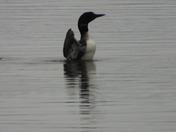 Family of Loons