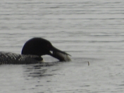 Family of Loons
