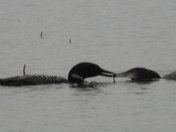 Family of Loons