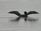 Family of Loons
