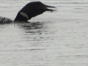 Family of Loons