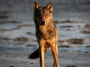 Coastal Wolf at Sunset