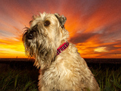 Sunrise Doggie