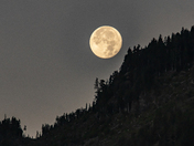 Moon setting over the treeline