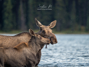 Moose and its calf