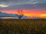 In the corn field 
