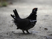 Spruce Grouse Walking The Trail