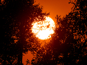 Sunset Behind Trees